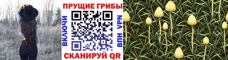 Псилоцибиновые грибы Psilocybine cubensis  OMG зеркало  Геленджик 